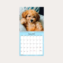 Mayland | V�gkalender mini | hundehvalpe | 2027 |