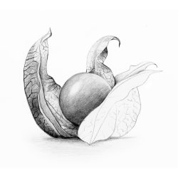 Blyant Mars Lumograph HB