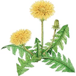 Farveblyant Tombow Irojiten taupe