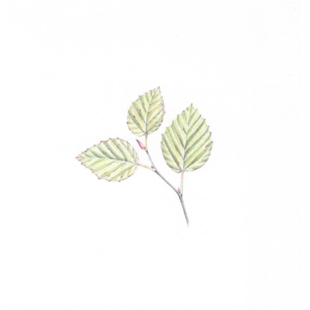 Farveblyant Tombow Irojiten autumn leaf