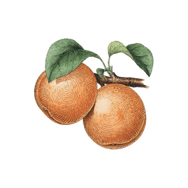 Farveblyant Tombow Irojiten cedar wood