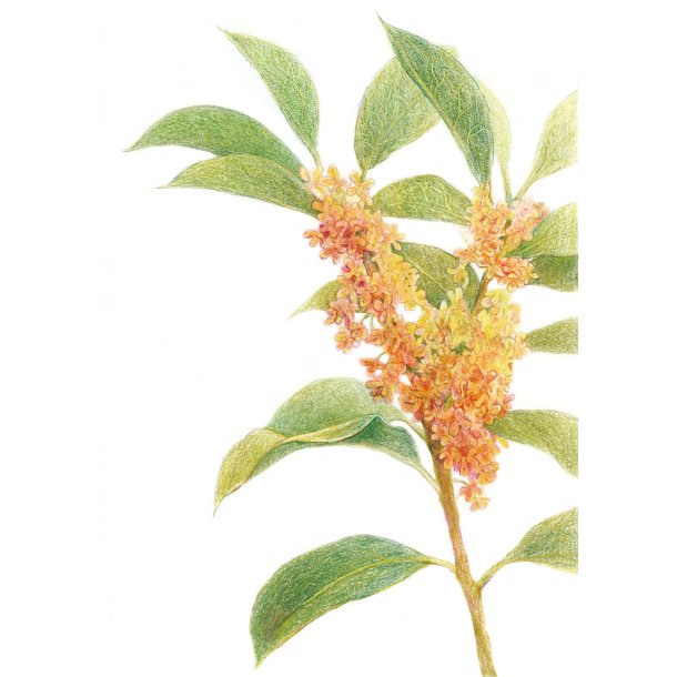 Farveblyant Tombow Irojiten oil yellow