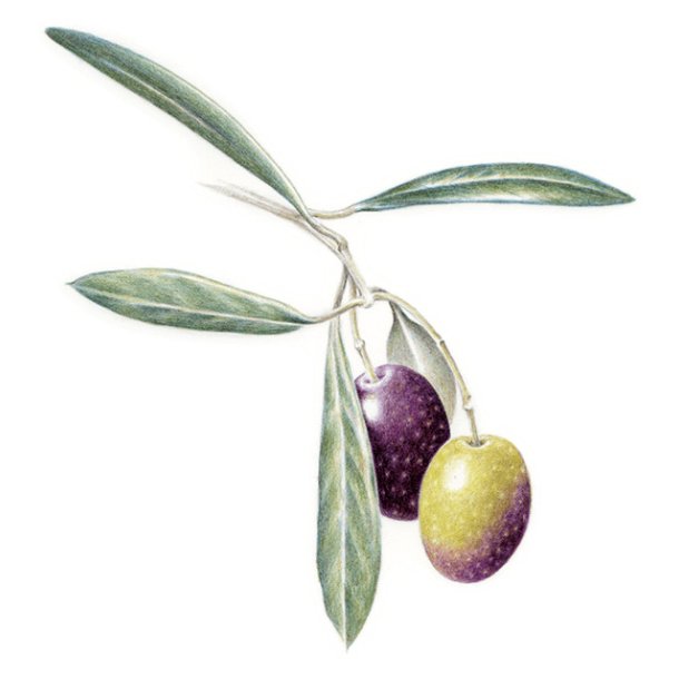 Farveblyant Tombow Irojiten verdigris