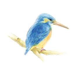 Farveblyant Tombow Irojiten hummingbird