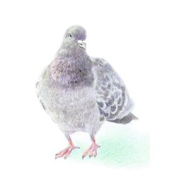 Farveblyant Tombow Irojiten silver gray