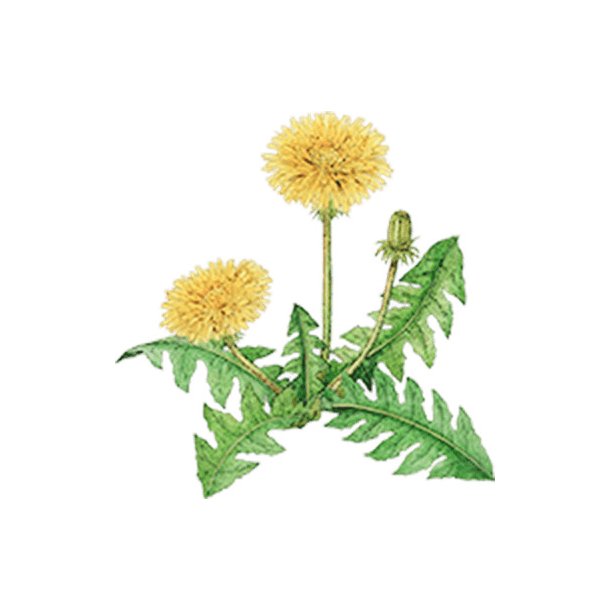 Farveblyant Tombow Irojiten yolk yellow