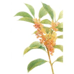 Farveblyant Tombow Irojiten sepia