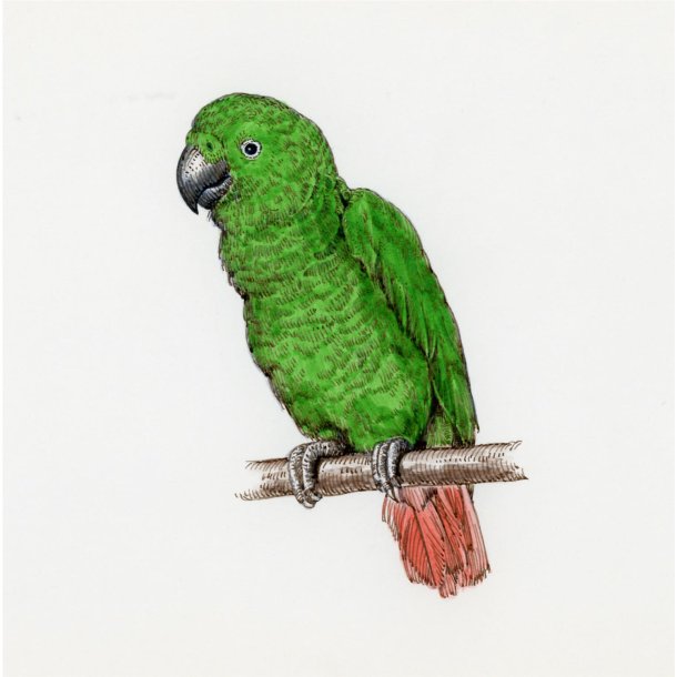 Farveblyant Tombow Irojiten lettuce green