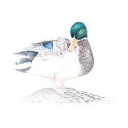 Farveblyant Tombow Irojiten peacock blue