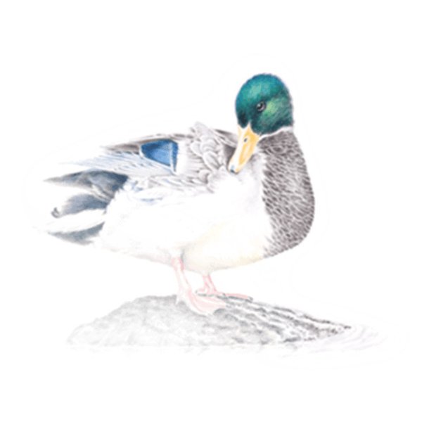 Farveblyant Tombow Irojiten peacock blue