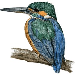 Farveblyant Tombow Irojiten verbena