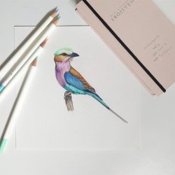 Farveblyant Tombow Irojiten Woodlands ass (30)